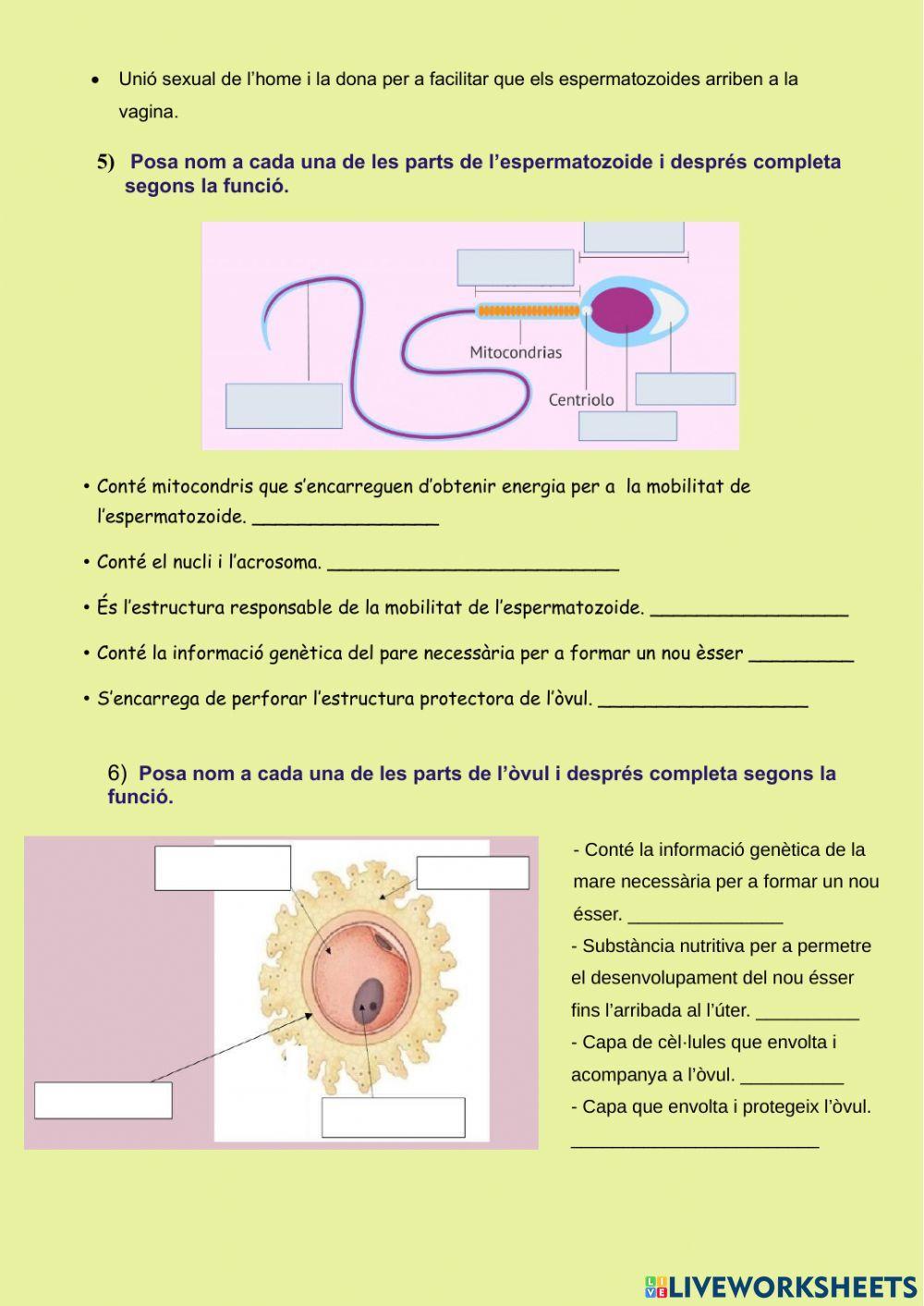 La funció de reproducció