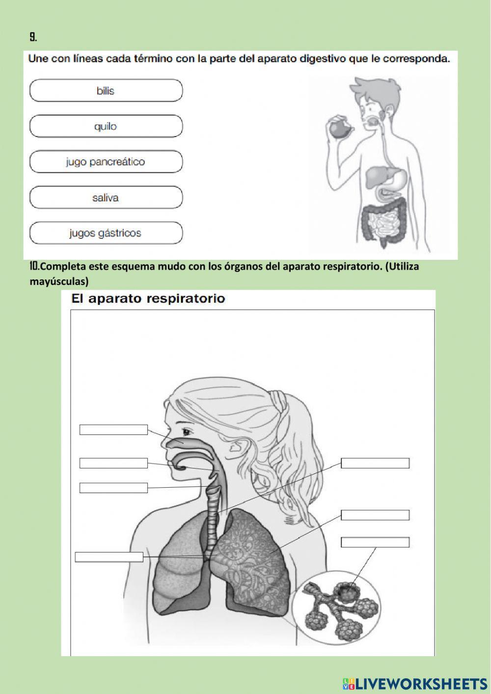 La nutrición 1. aparatos digestivo y respiratorio