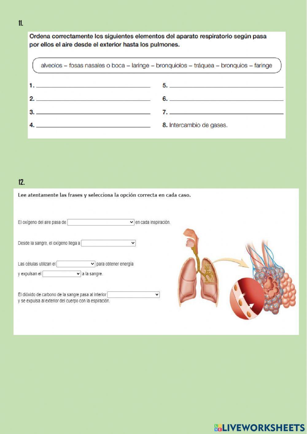 La nutrición 1. aparatos digestivo y respiratorio