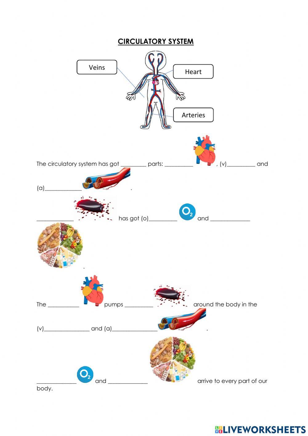 The circulatory system