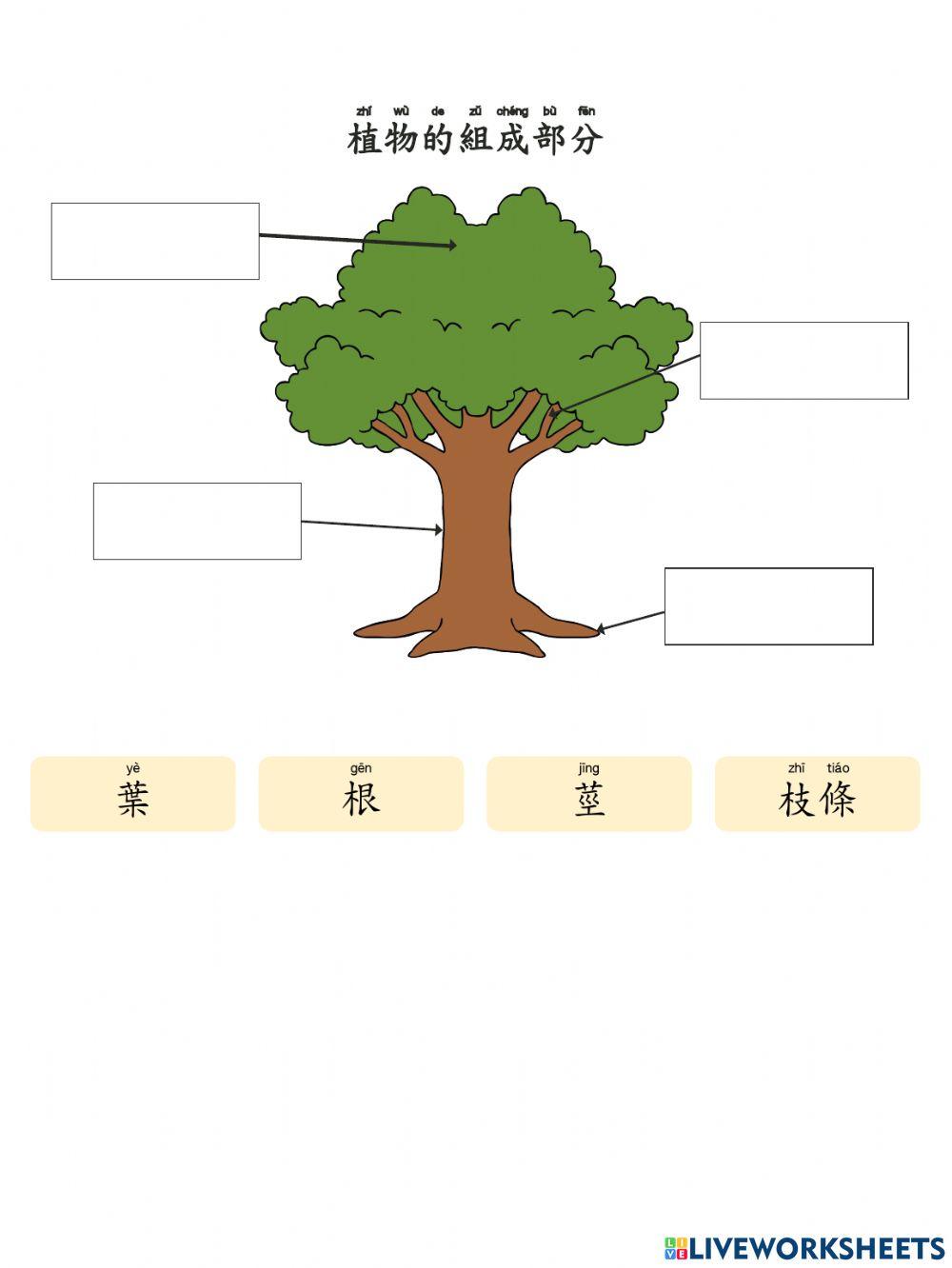 植物的組成部分 Parts of Plants