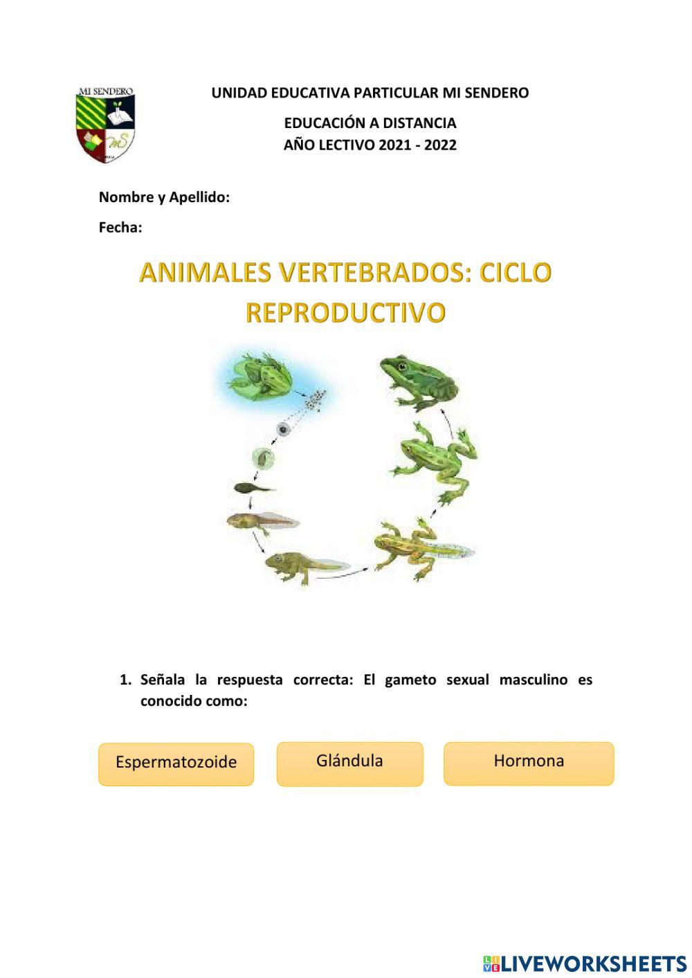 Reproducción animales vertebrados