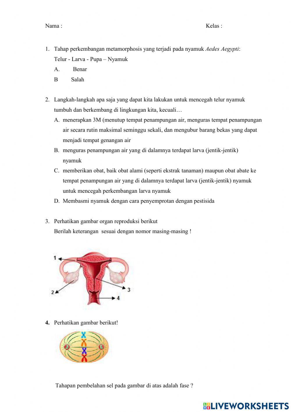 Sistem Reproduksi Pada Manusia dan Sistem Perkembangbiakan Tumbuhan dan Hewan