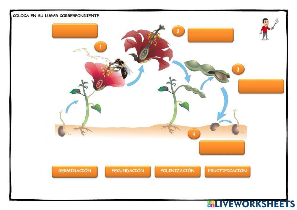 Fases de la reproducción sexual de las plantas