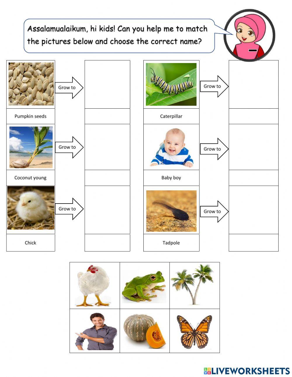 1809077-living-thing-grow-susan197-liveworksheets