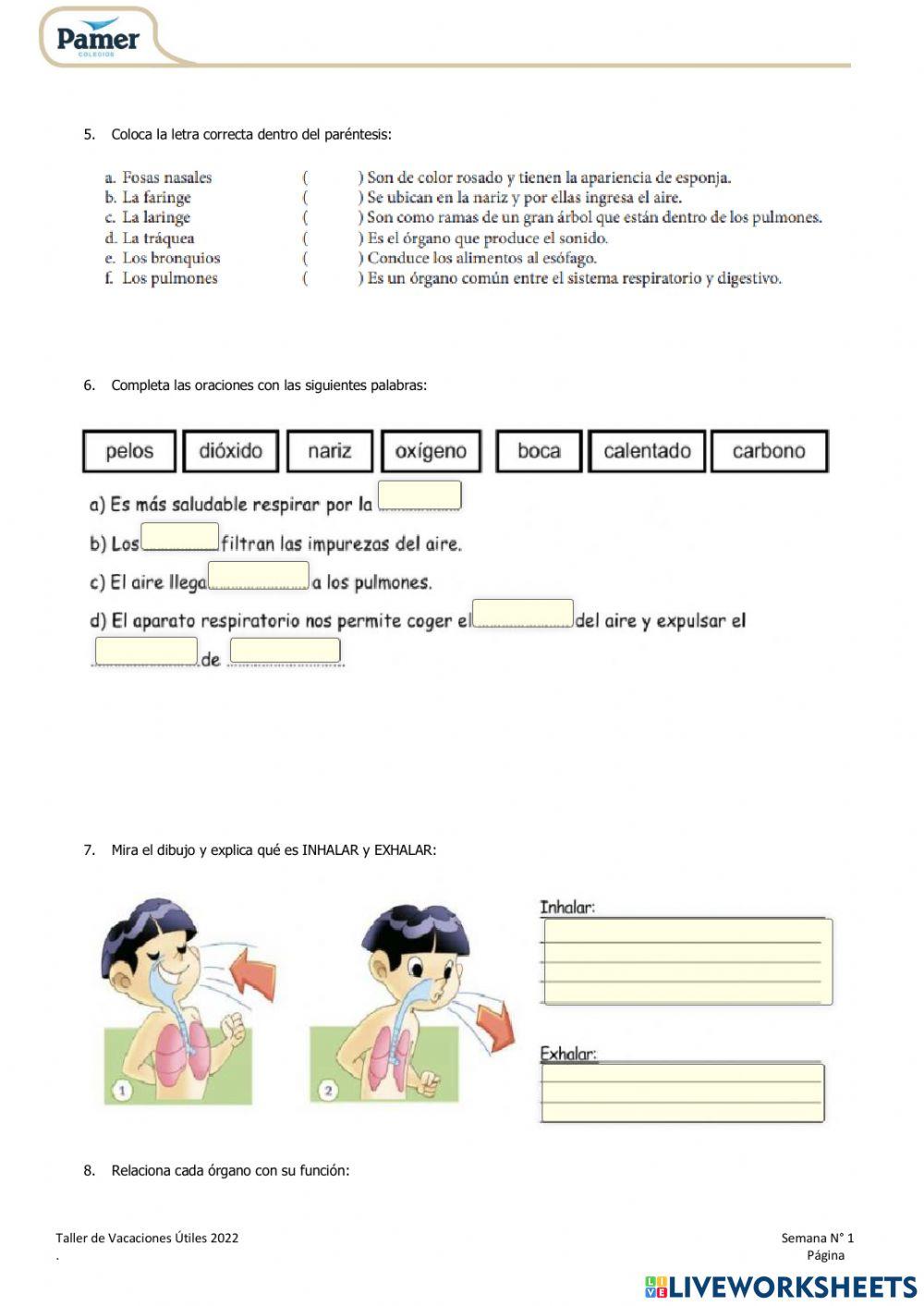 Sistema respiratorio