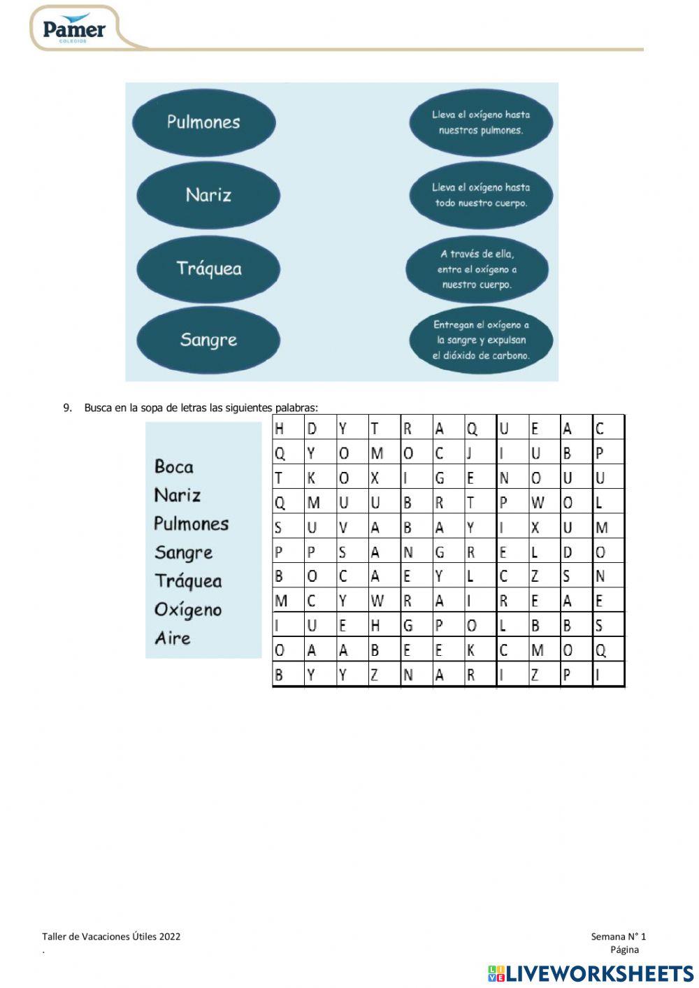 Sistema respiratorio