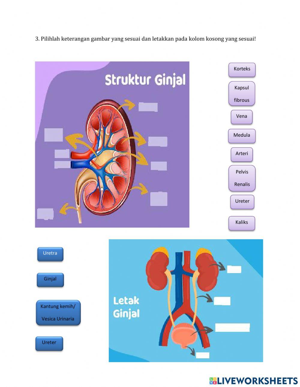 Lkpd ix. 1 sistem ekskresi