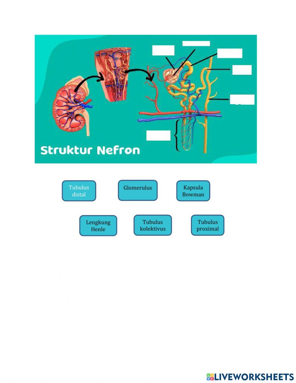 Lkpd ix. 1 sistem ekskresi