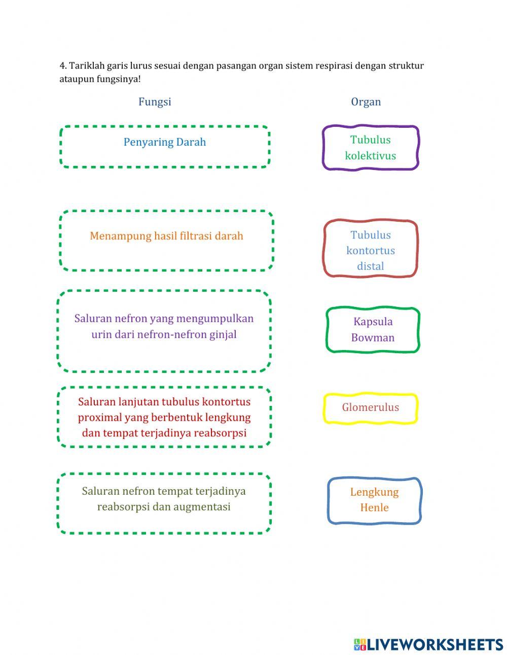 Lkpd ix. 1 sistem ekskresi