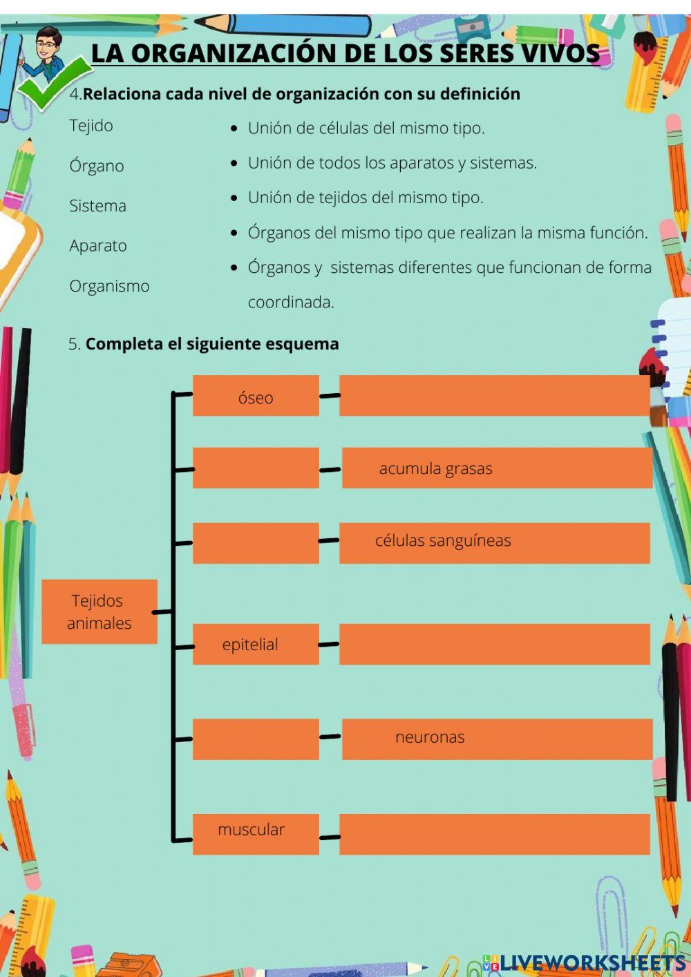 La organización de los seres vivos