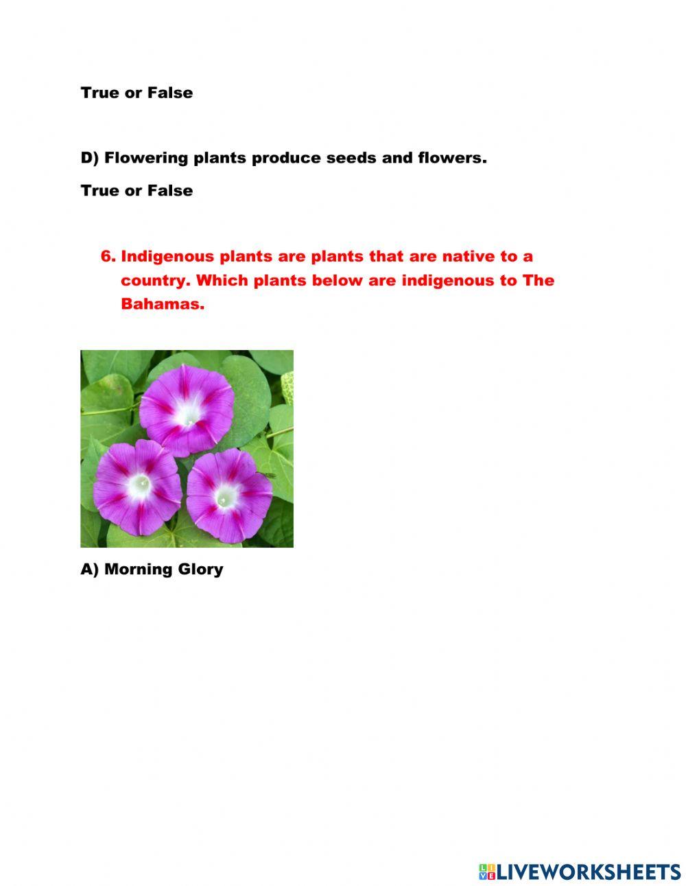 Plants 2
