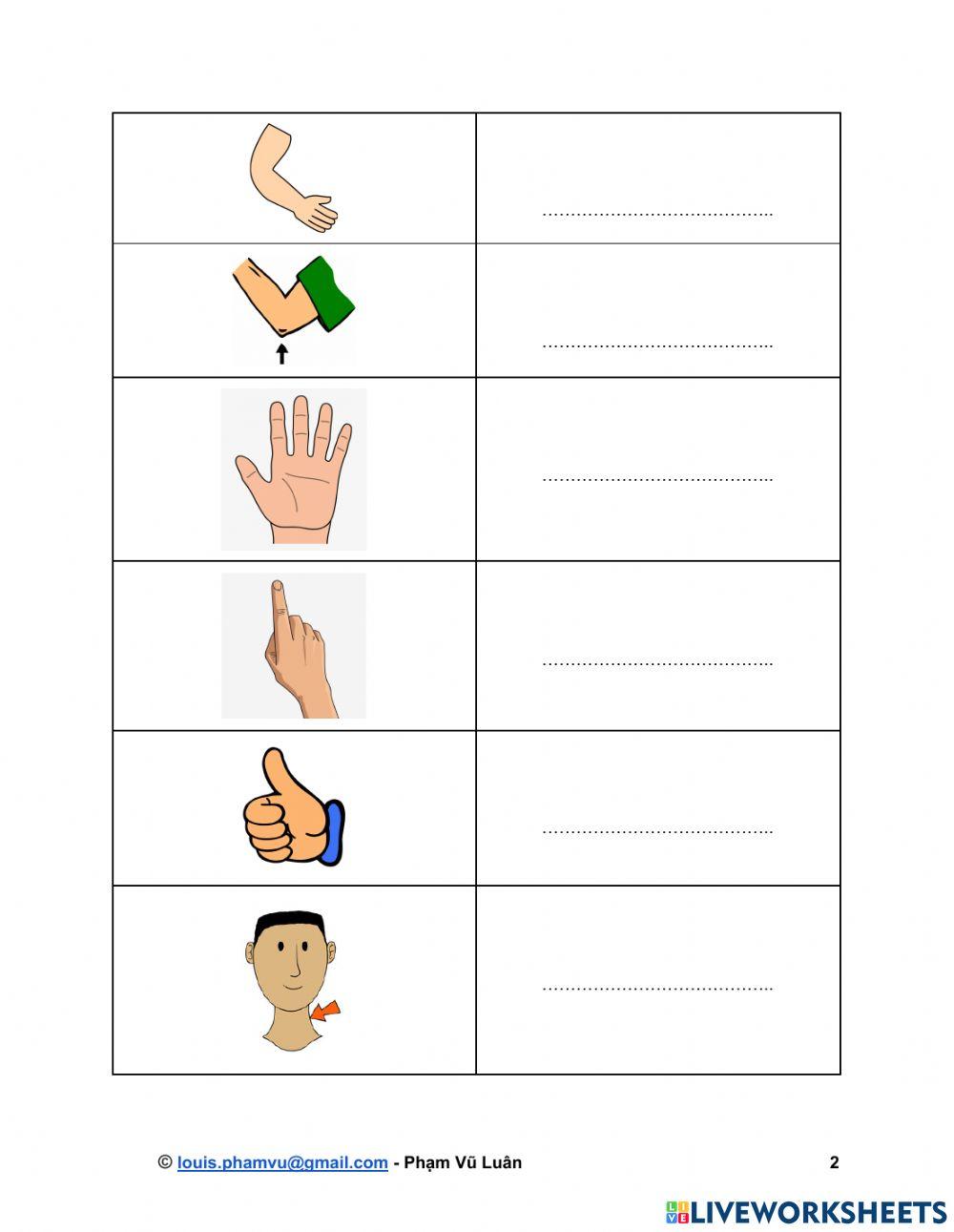 MOVERS Wordlist: At the doctor's - Body Vocabulary Part 1