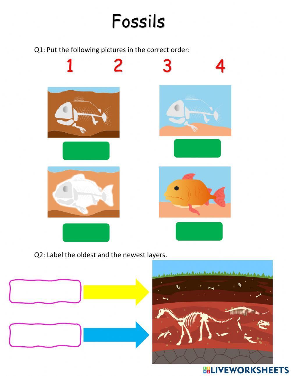 Fossils Hala_Gazal Live Worksheets