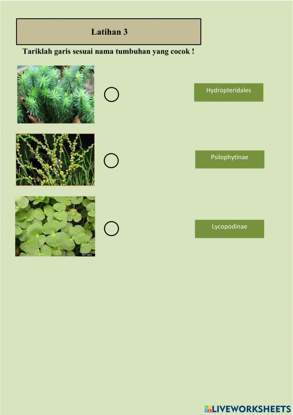Struktur dan Fungsi Tumbuhan
