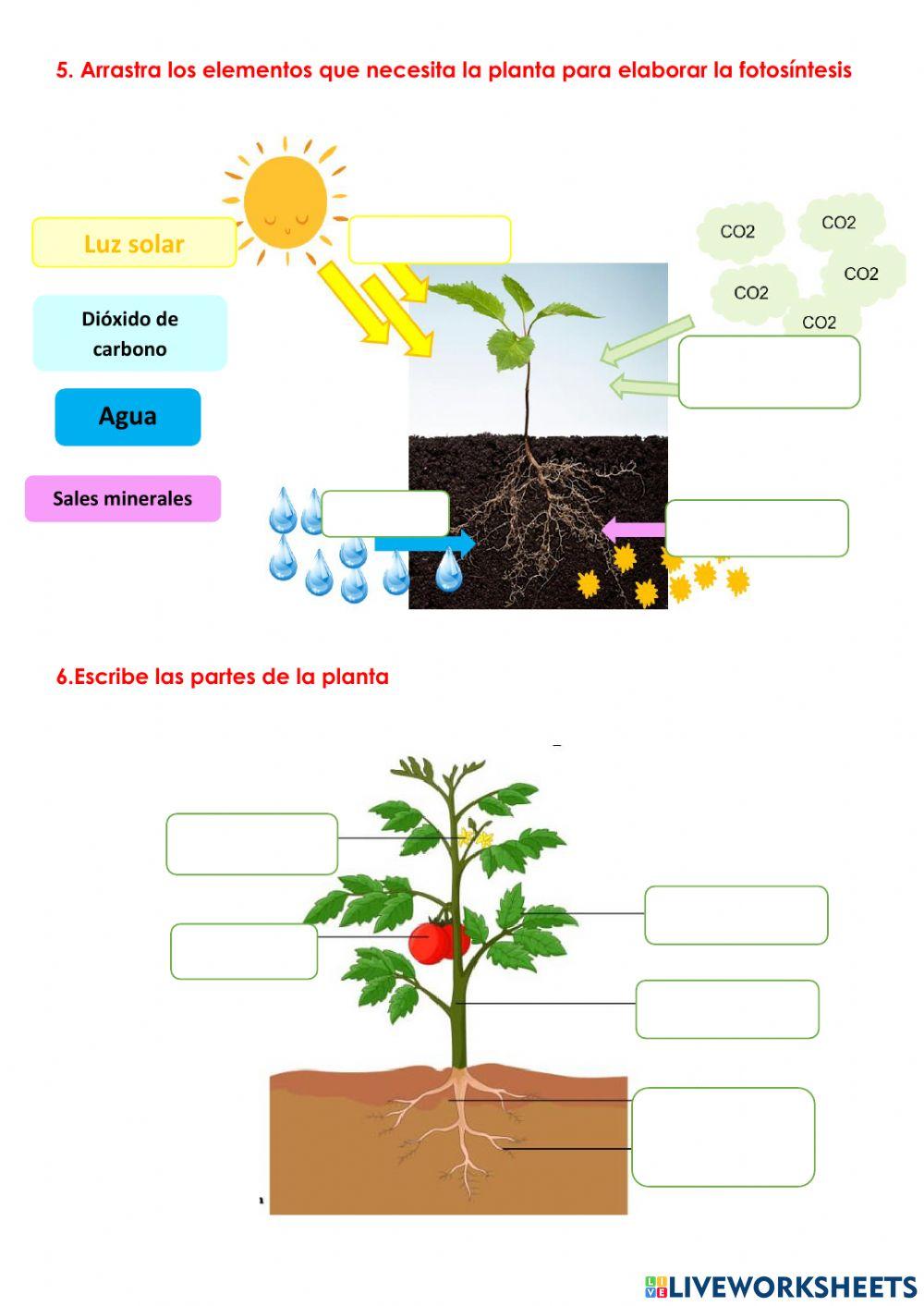 Quimestral ciencias naturales