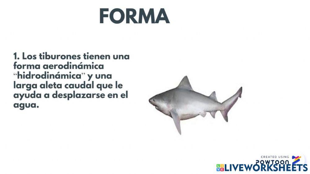 Los tiburones caracteristicas