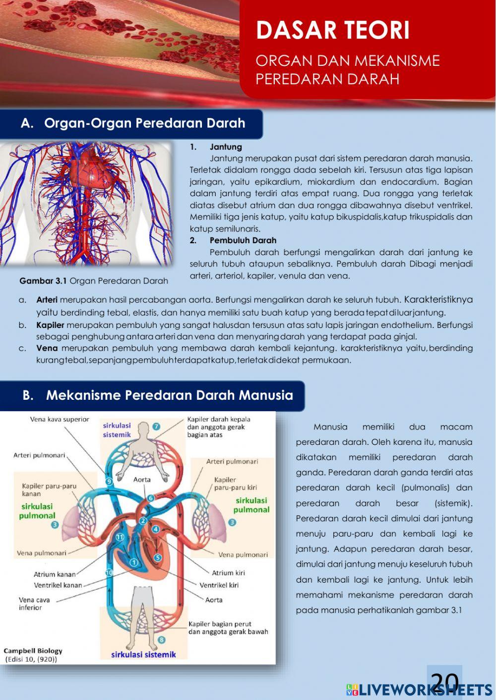 Lkpd 3 Organ dan Mekanisme Peredaran darah