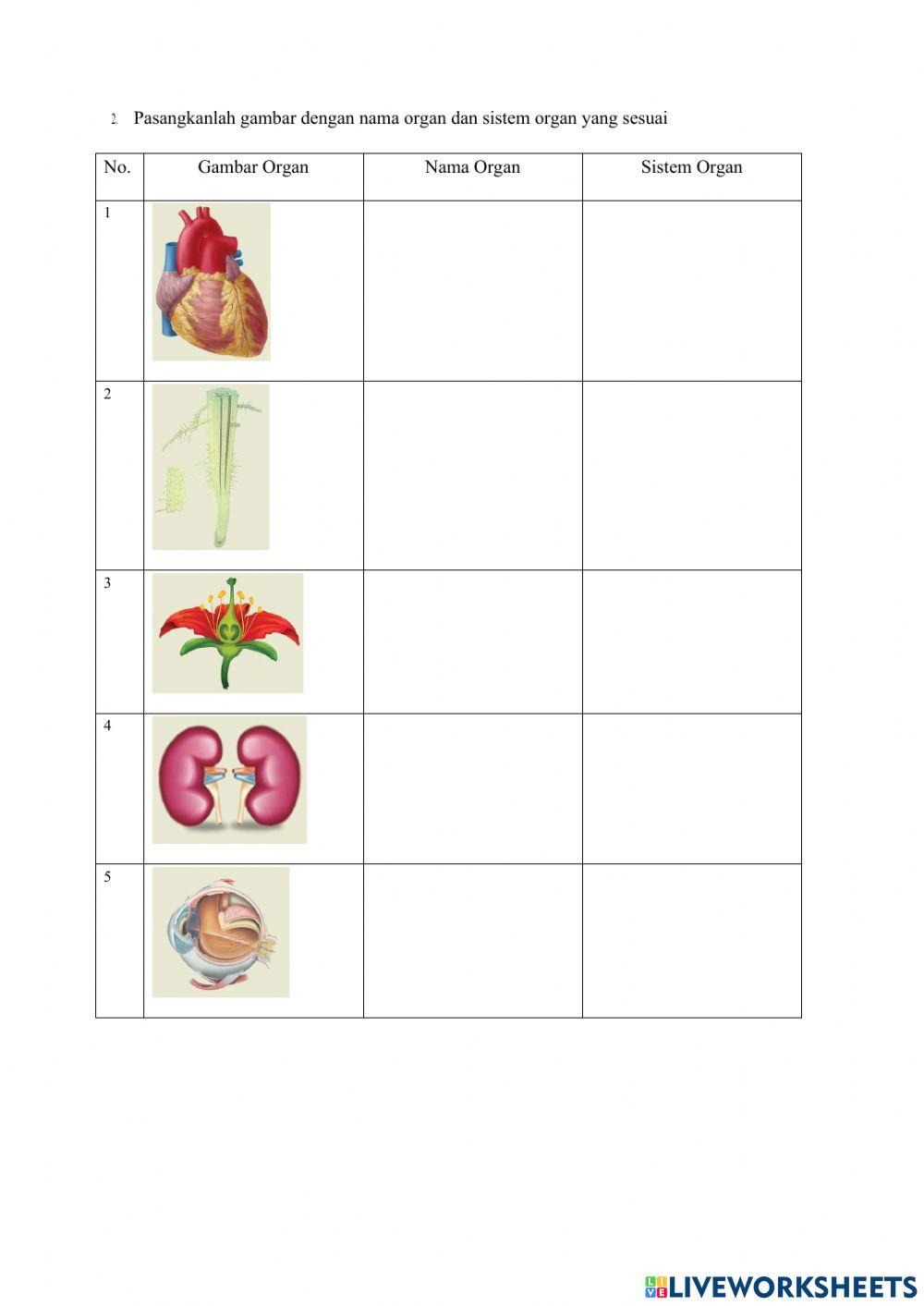 Lkpd sistem organisasi kehidupan