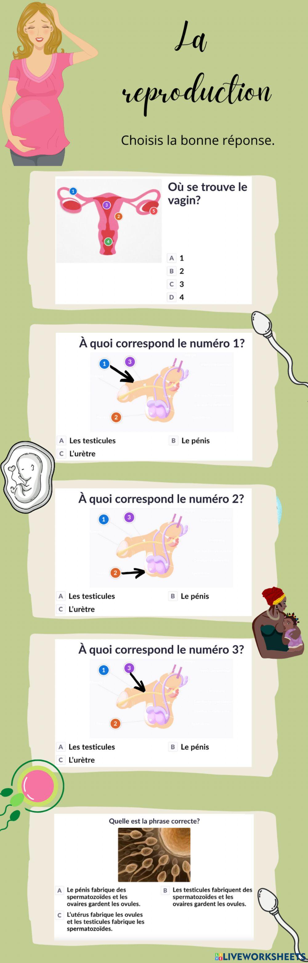 Les organes reproducteurs