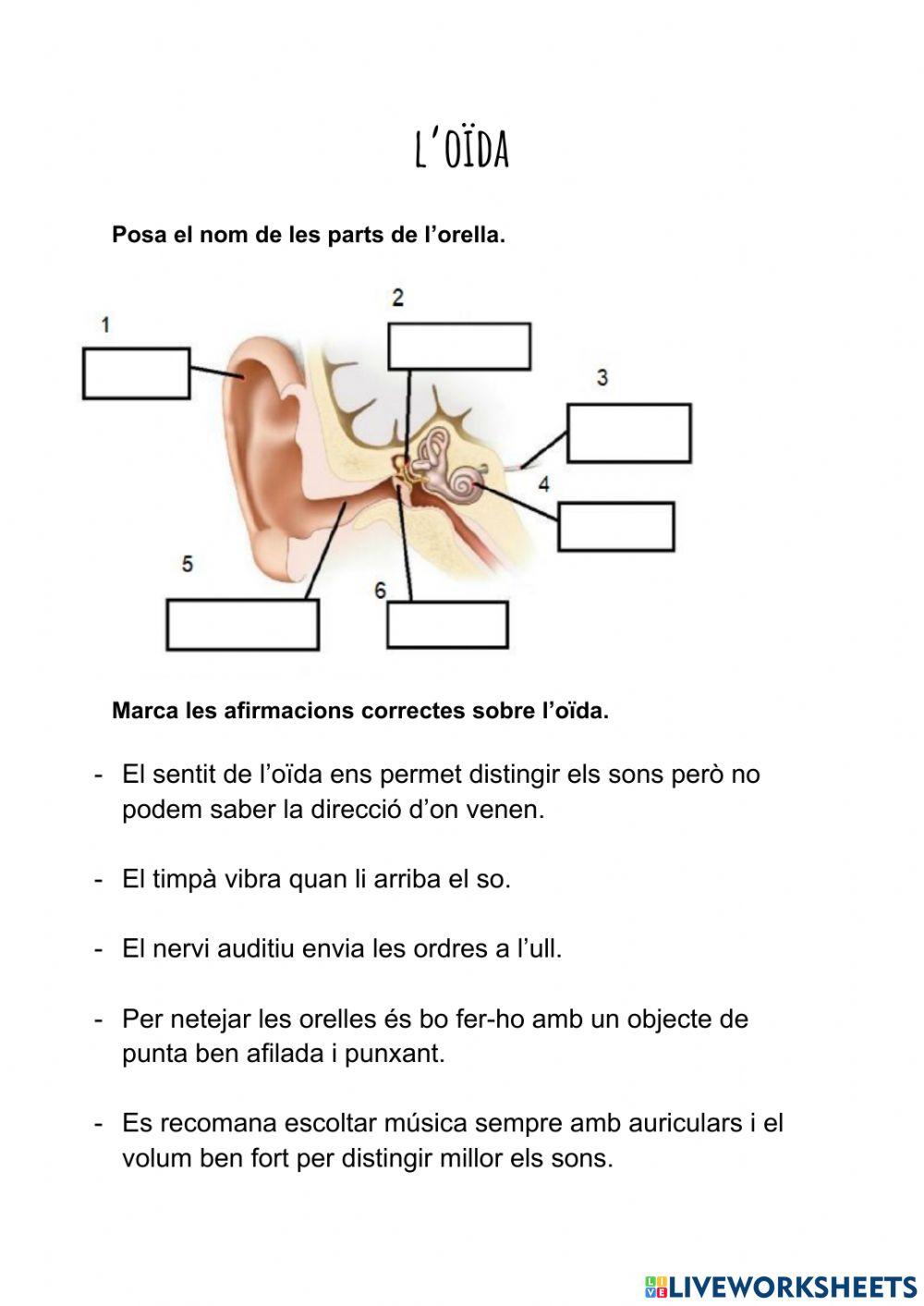 Els sentits: La vista i l'oïda