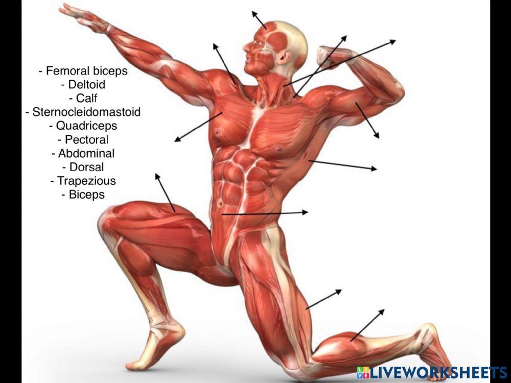 Body muscles