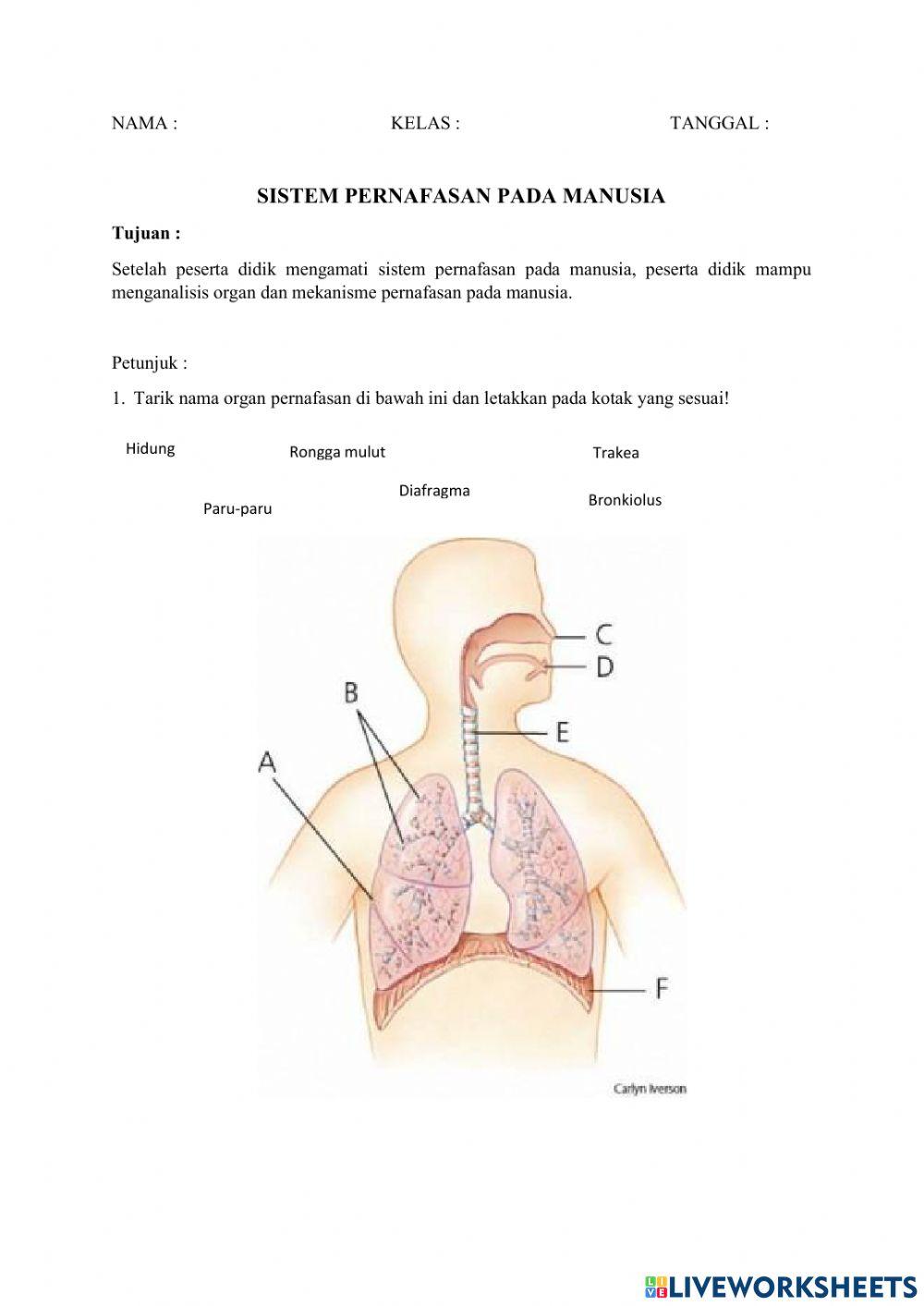 Sistem Pernafasan Manusia