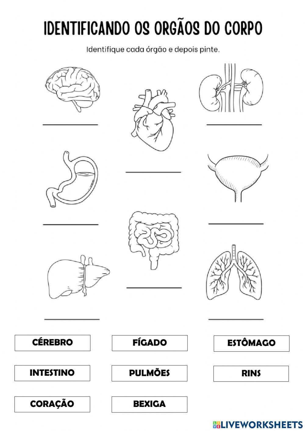 Órgãos do corpo humano