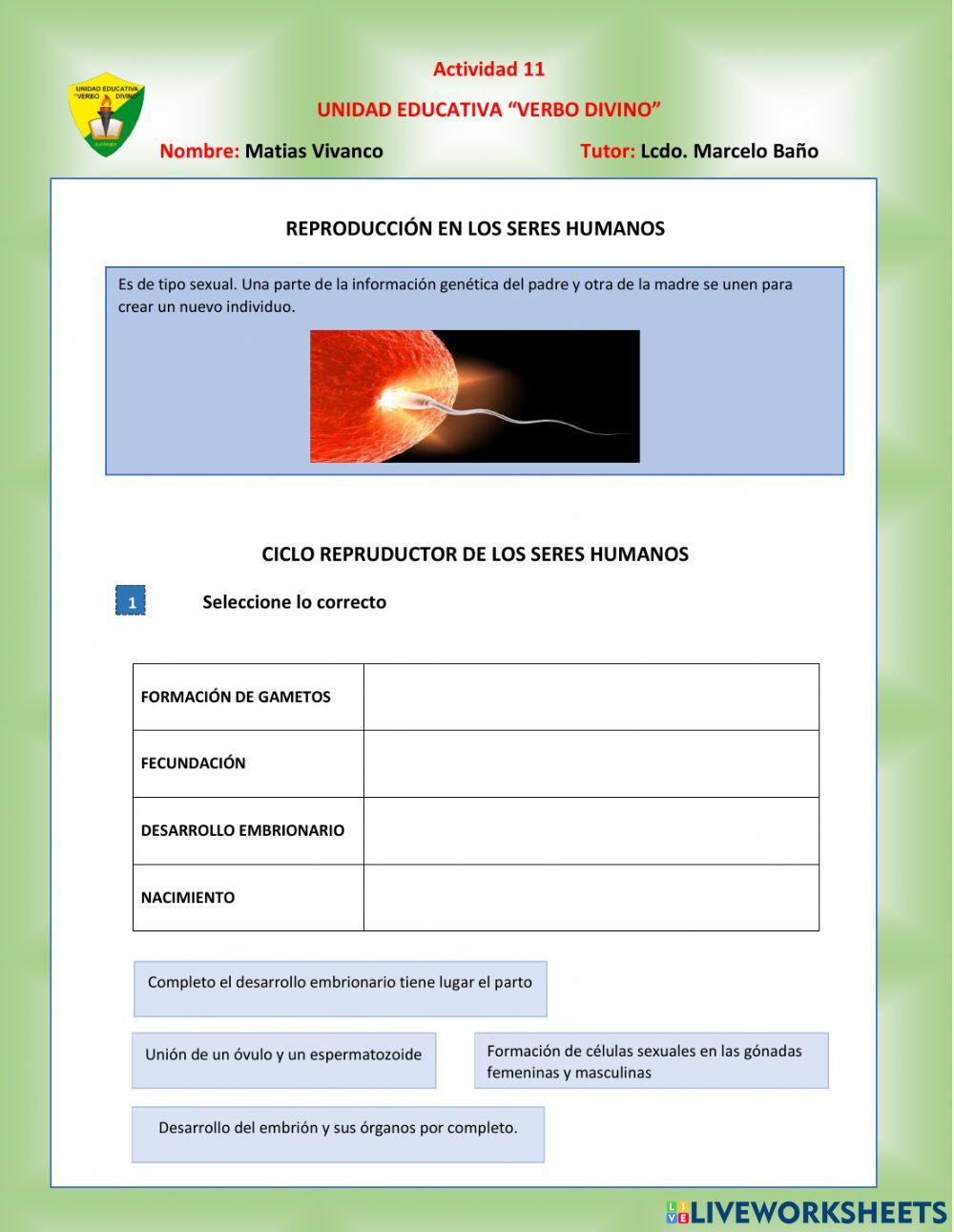 Sistema reproductor humano