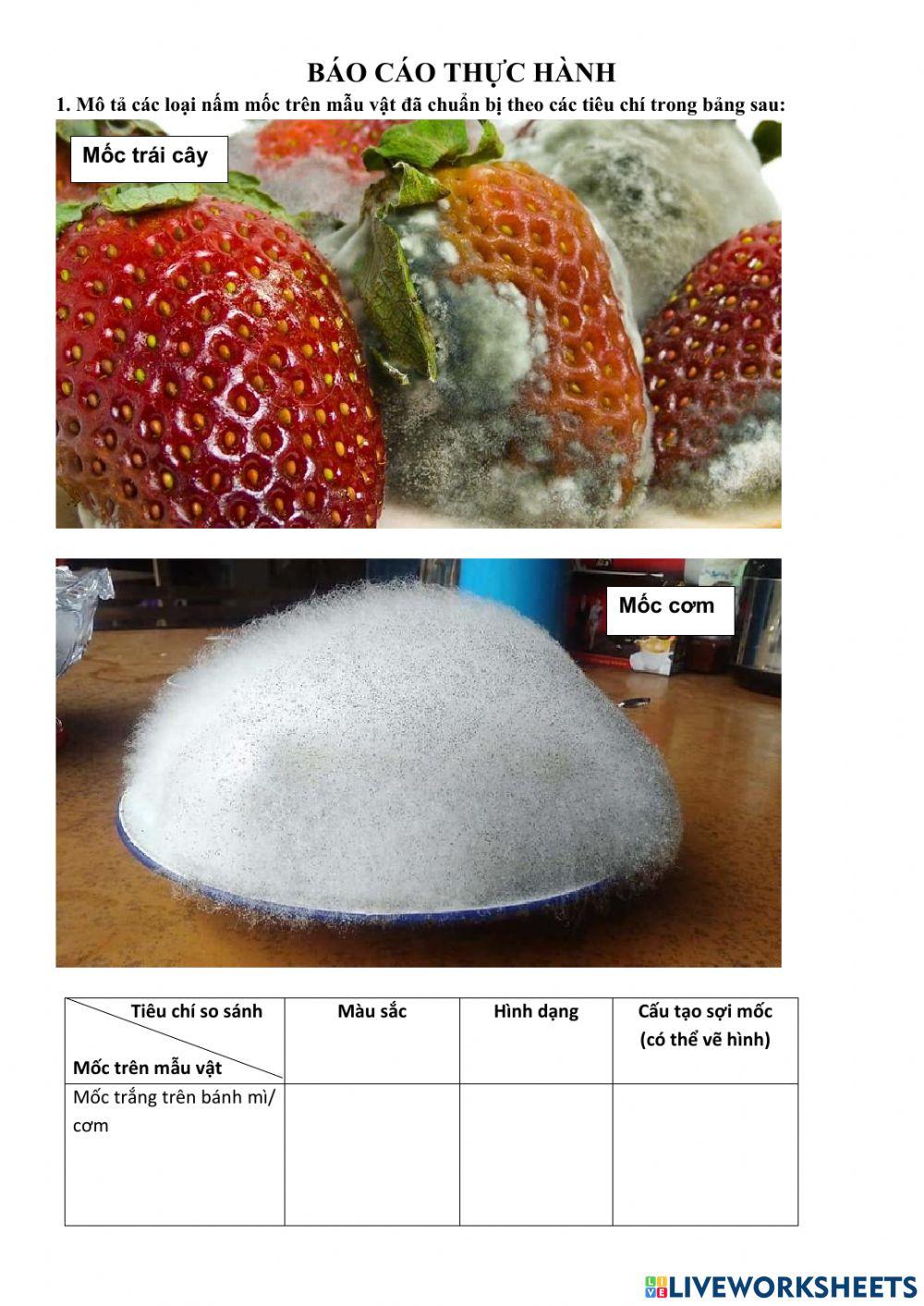 Báo cáo thực hành quan sát nấm