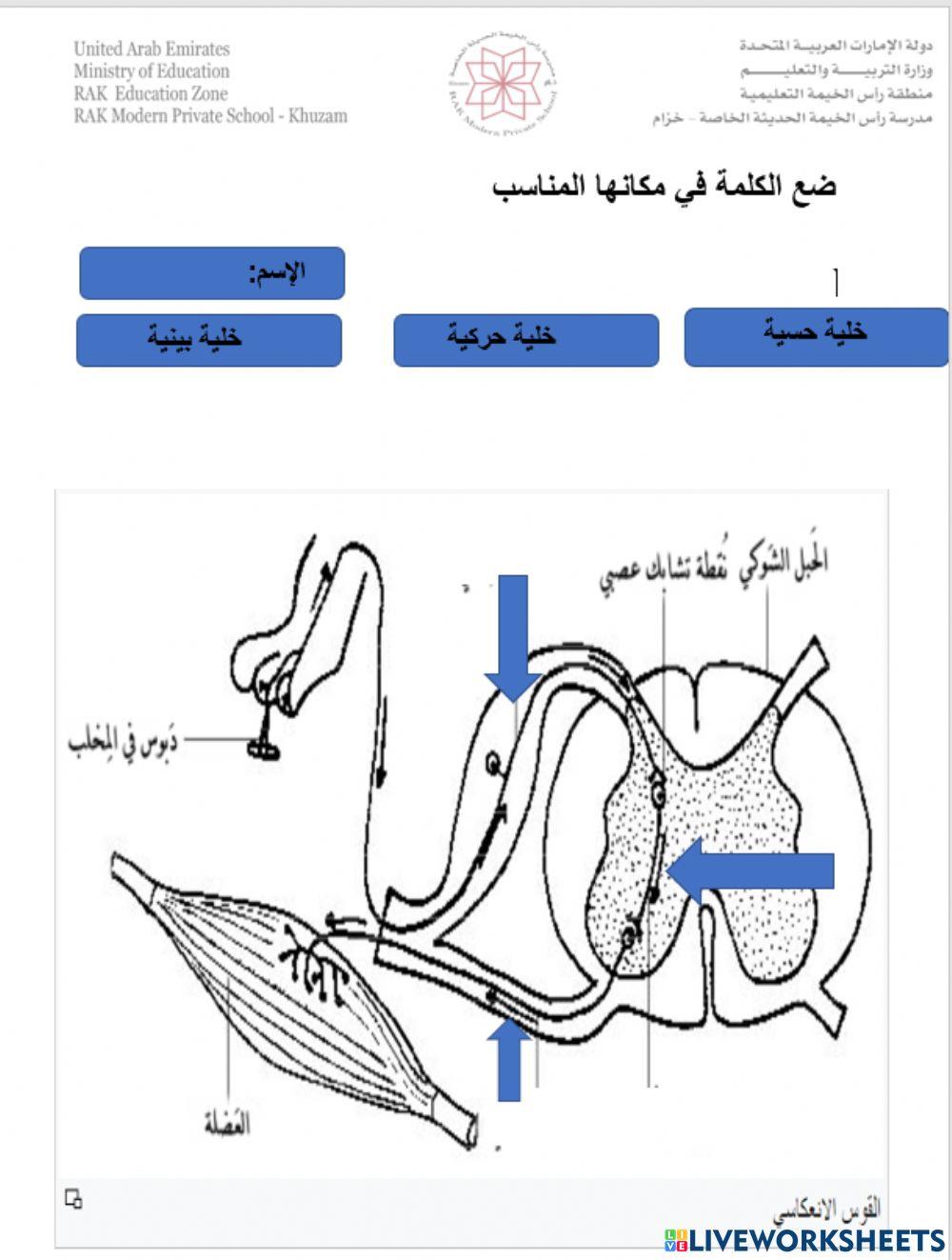 القوس الانعكاسي