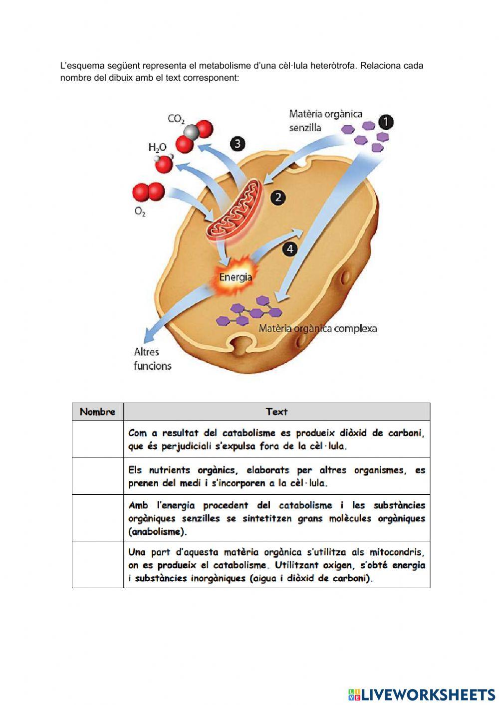 Esquema general metabolisme