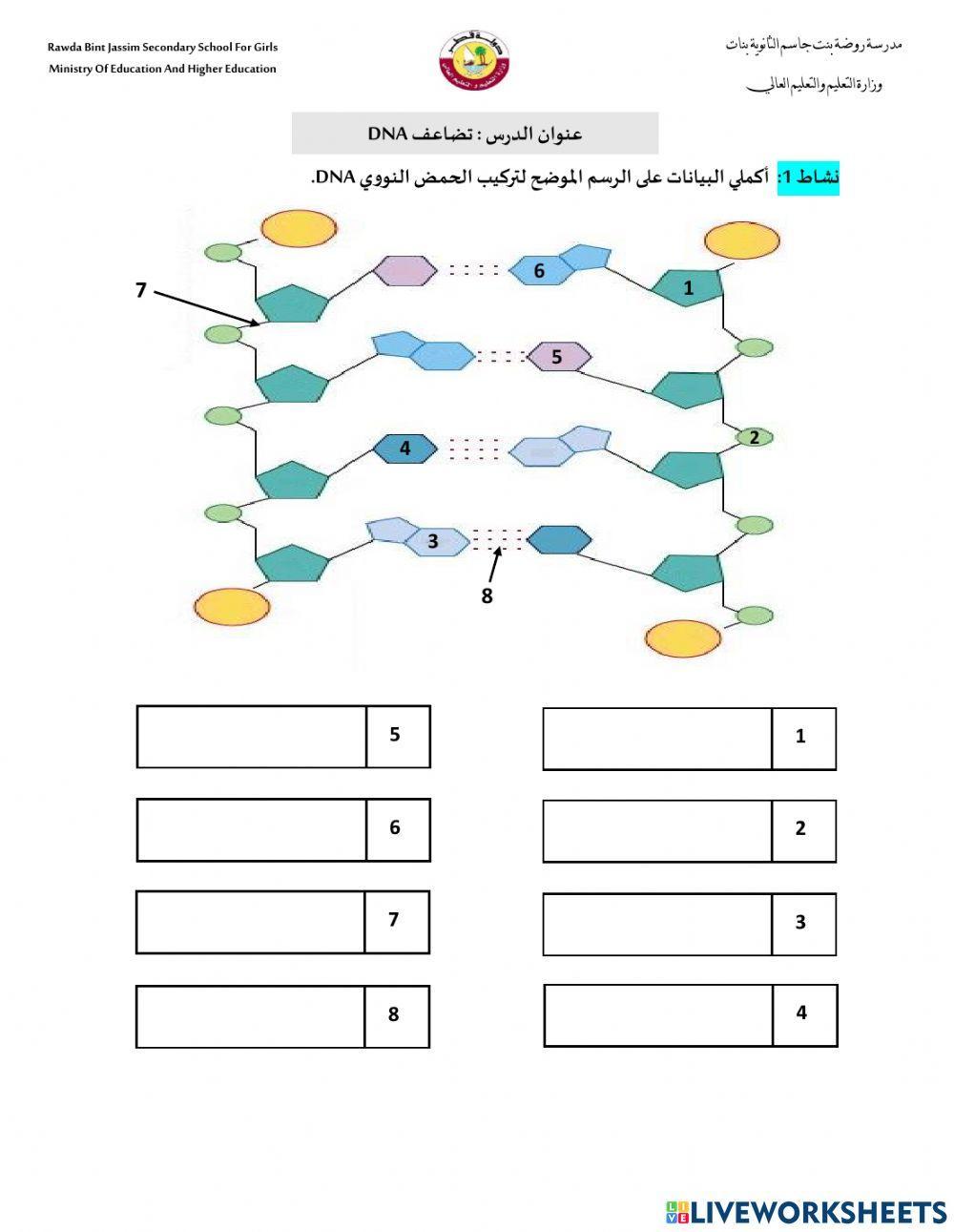 تركيب dna