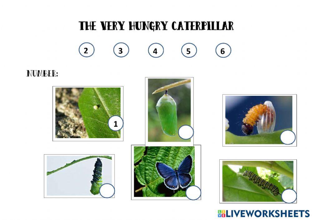 The Life of a Butterfly