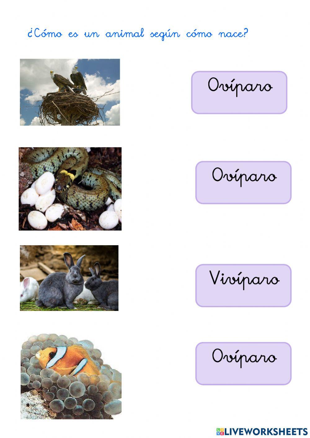 Repaso de las características de los animales