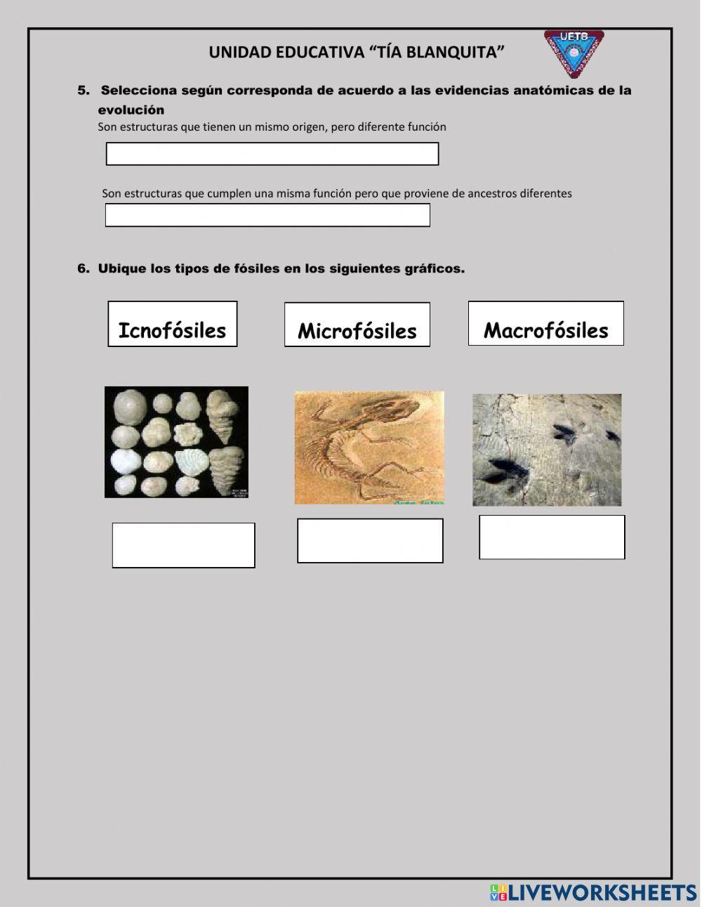 Teorias del Origen de la Vida