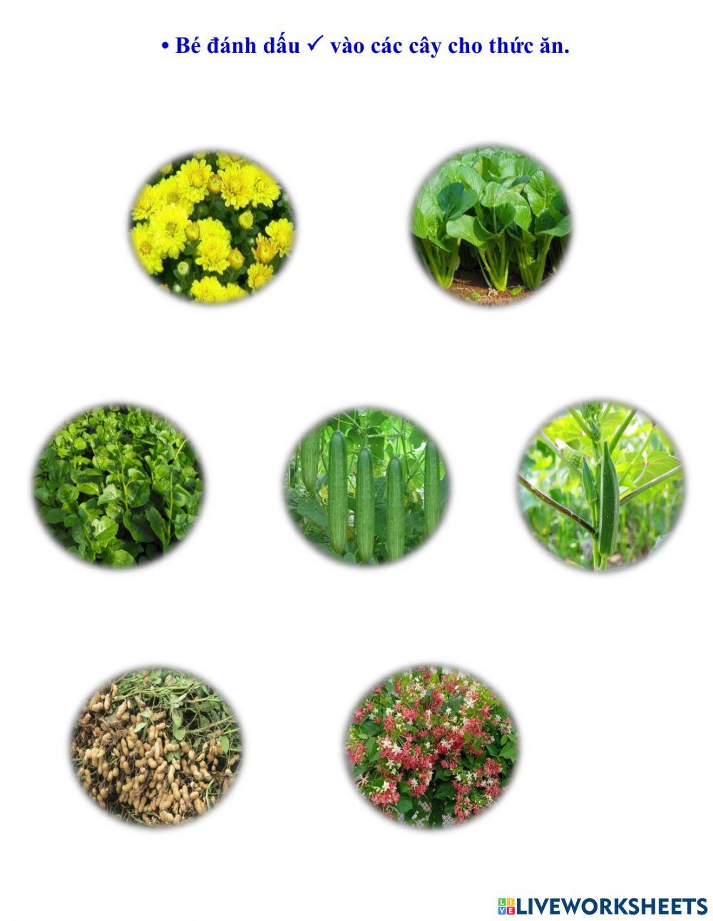 Cuốn MTXQ - Lớp Mầm - Trang 18