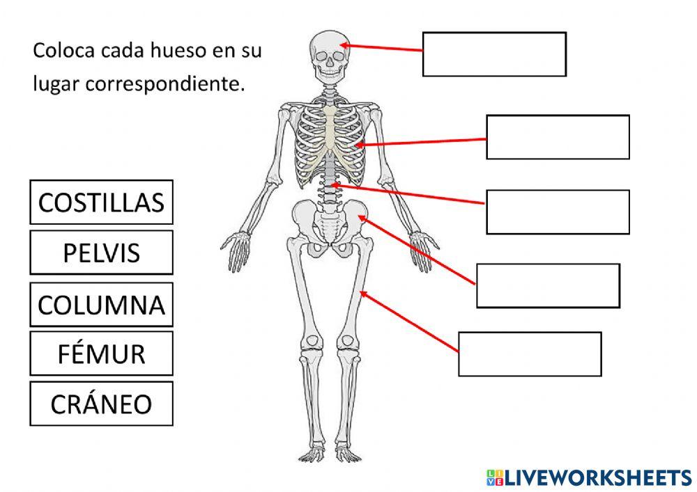 Huesos, músculos y articulaciones