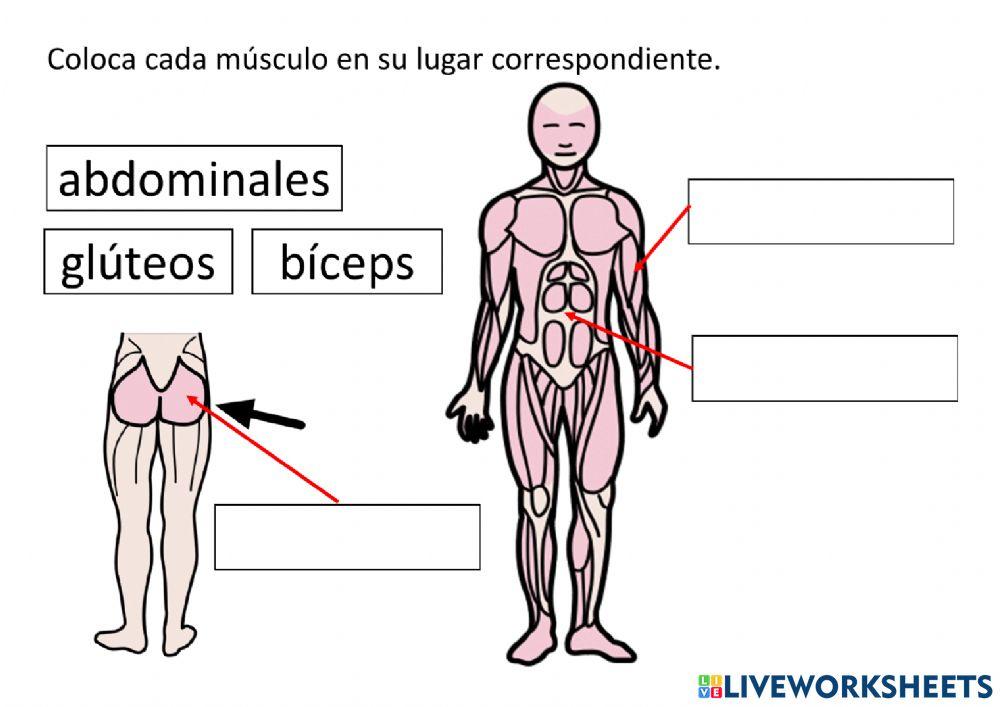 Huesos, músculos y articulaciones