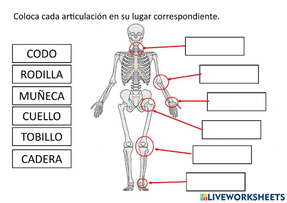 Huesos, músculos y articulaciones