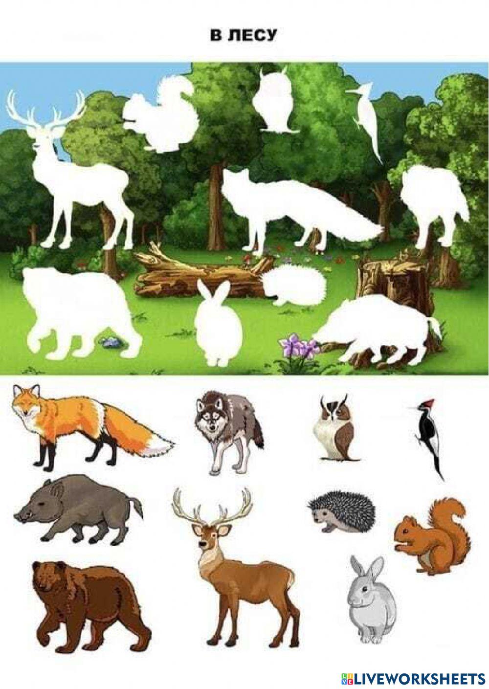 Găsește umbra animalelor din pădure