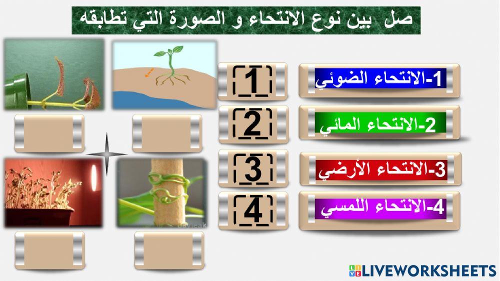 أنواع الانتحاء