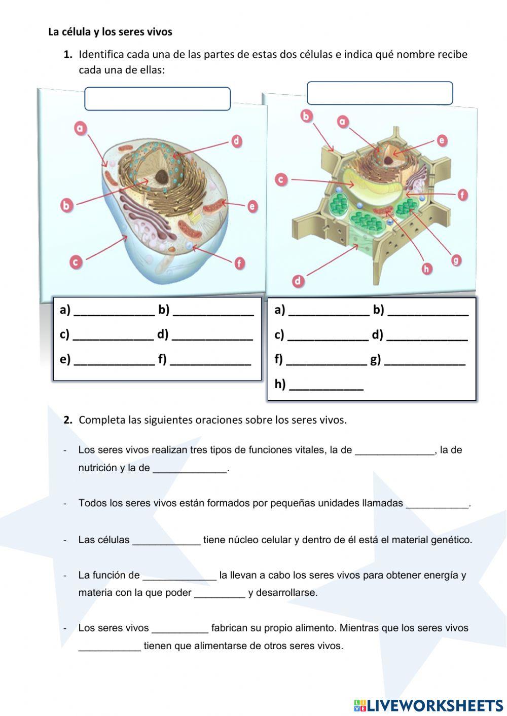 La célua y los seres vivos