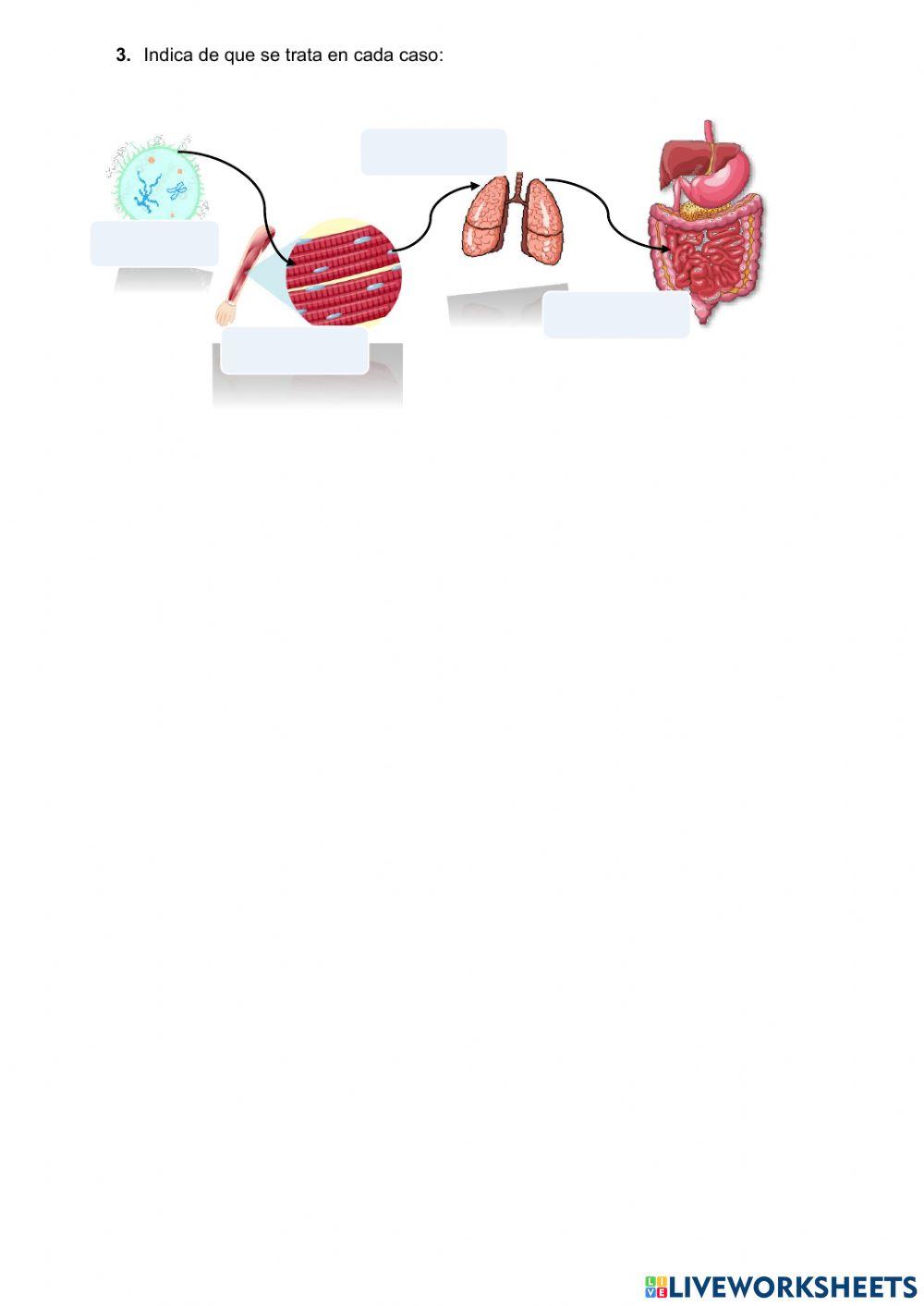 La célua y los seres vivos