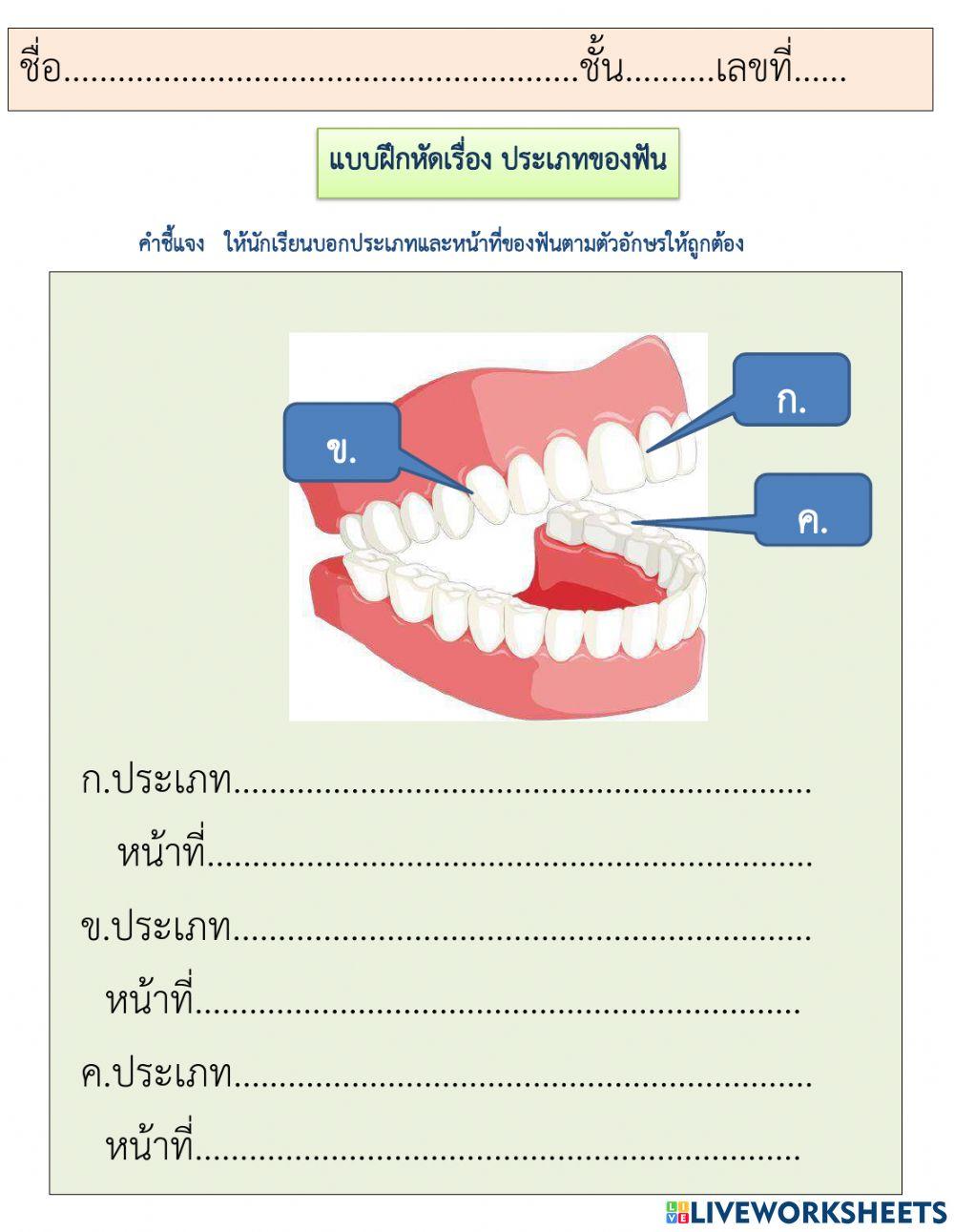 ใบงานเรื่องประเภทของฟัน