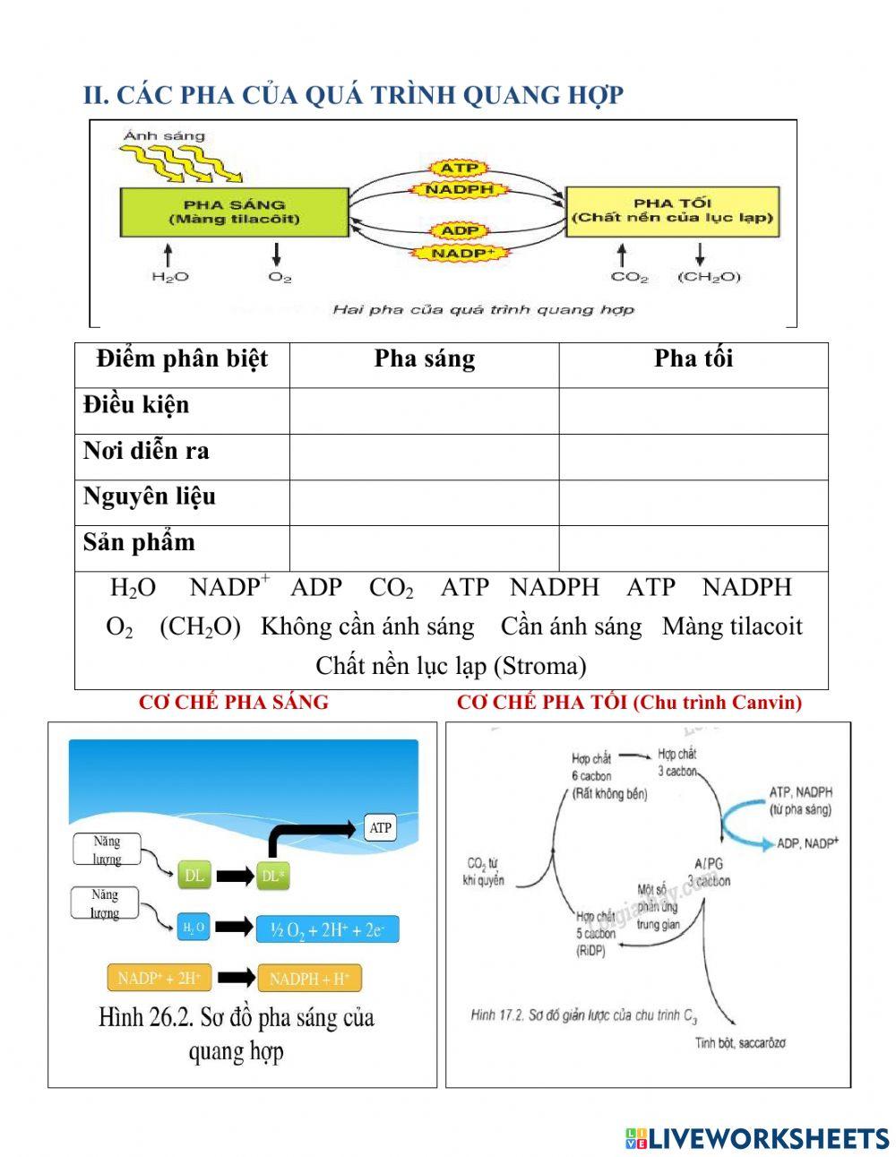 Bài 17.sinh 10. quang hop