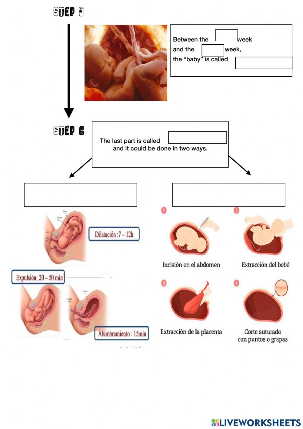 Reproductive System. Practice 3.