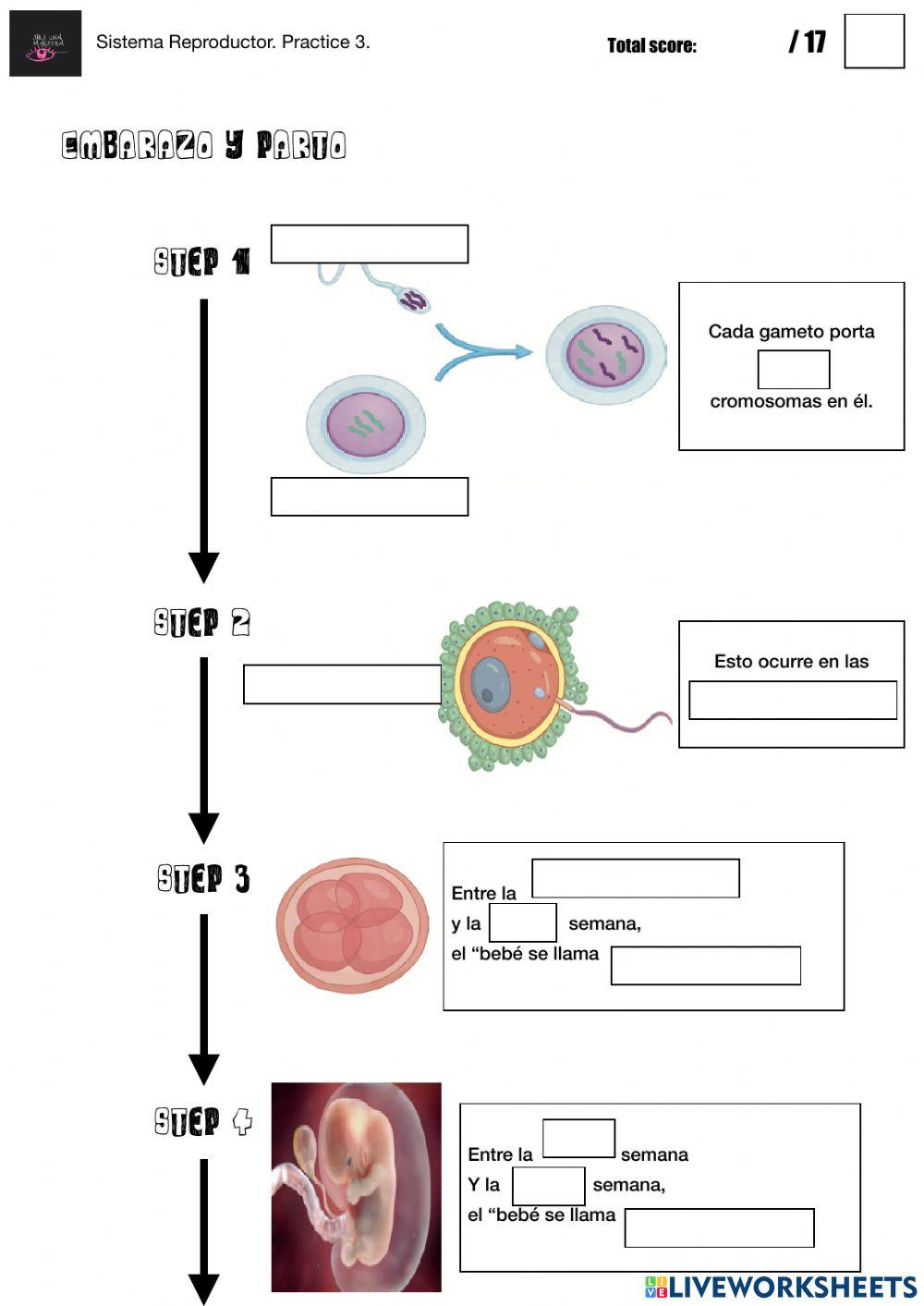 Sistema Reproductor. Embarazo y parto.