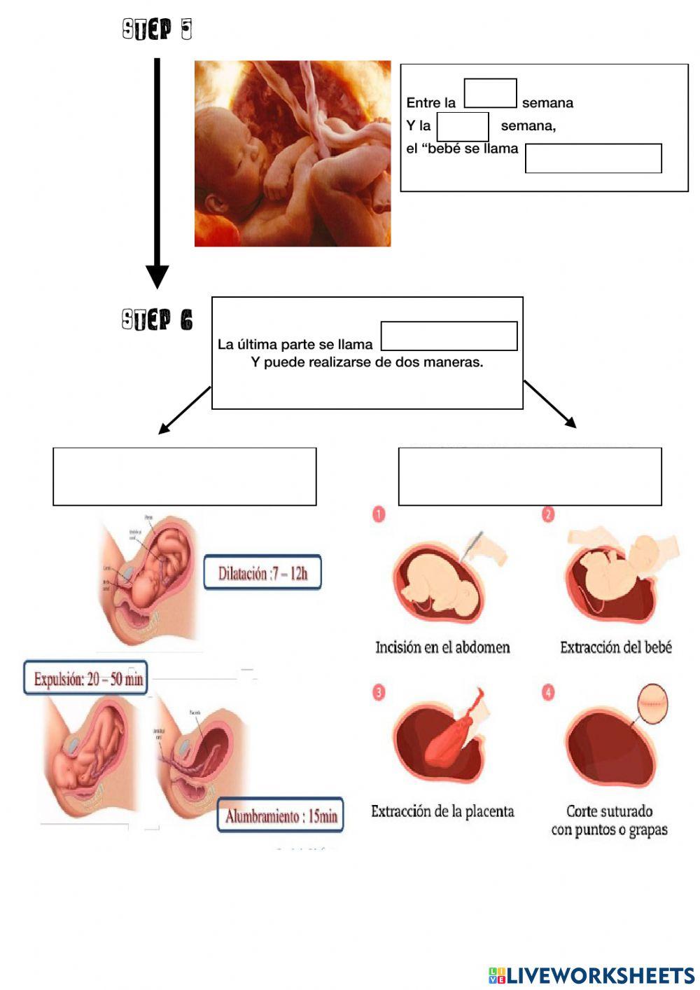 Sistema Reproductor. Embarazo y parto.