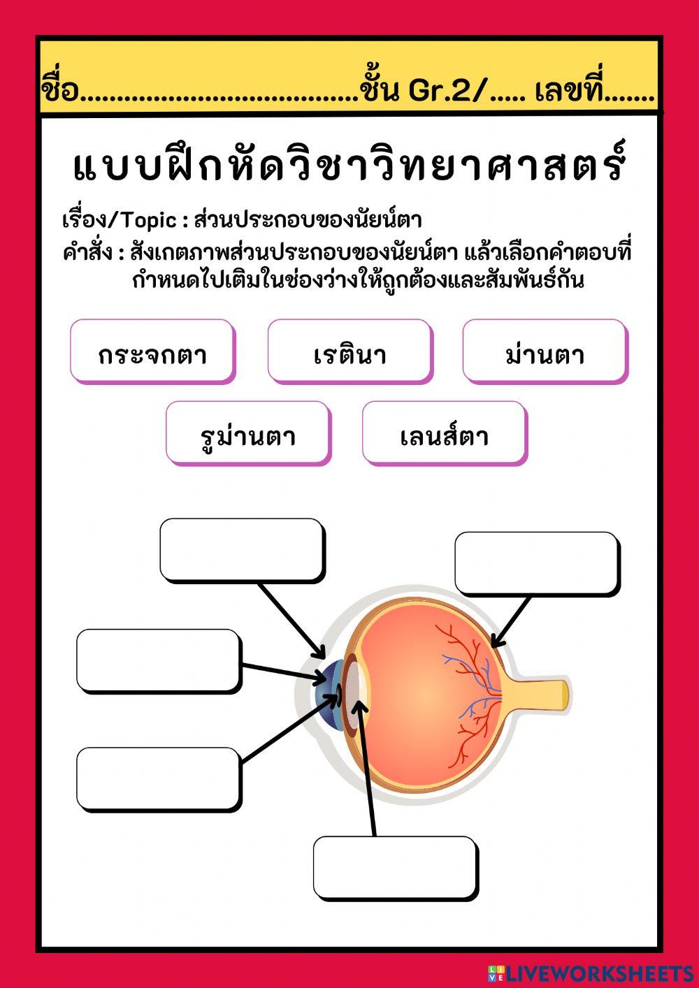 ส่วนประกอบของนัยน์ตา